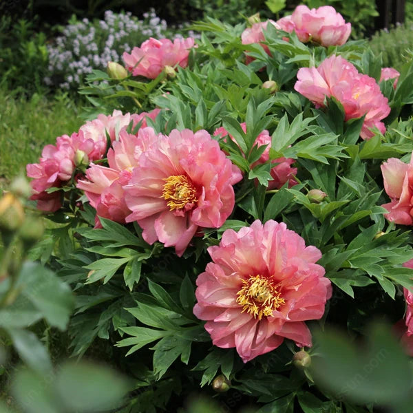 BloomRare – Sällsynta Klättrande Pionlökar